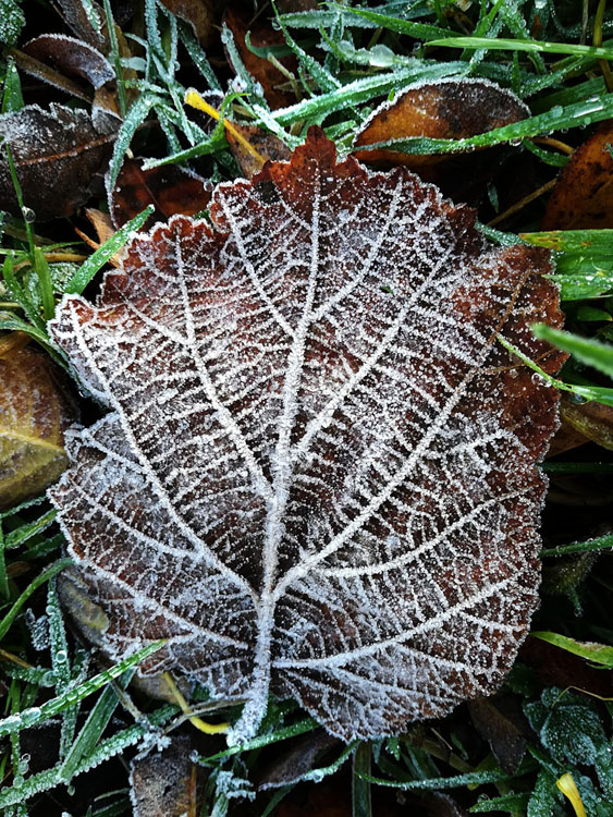 frosted leaf with phone camera