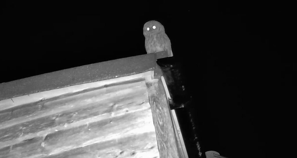 Read more about the article Wildlife Trail Camera Surprise