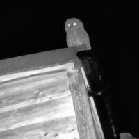 Wildlife Trail Camera Surprise